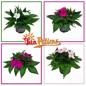 Bild von Impatiens Sun Patiens P13 Divers